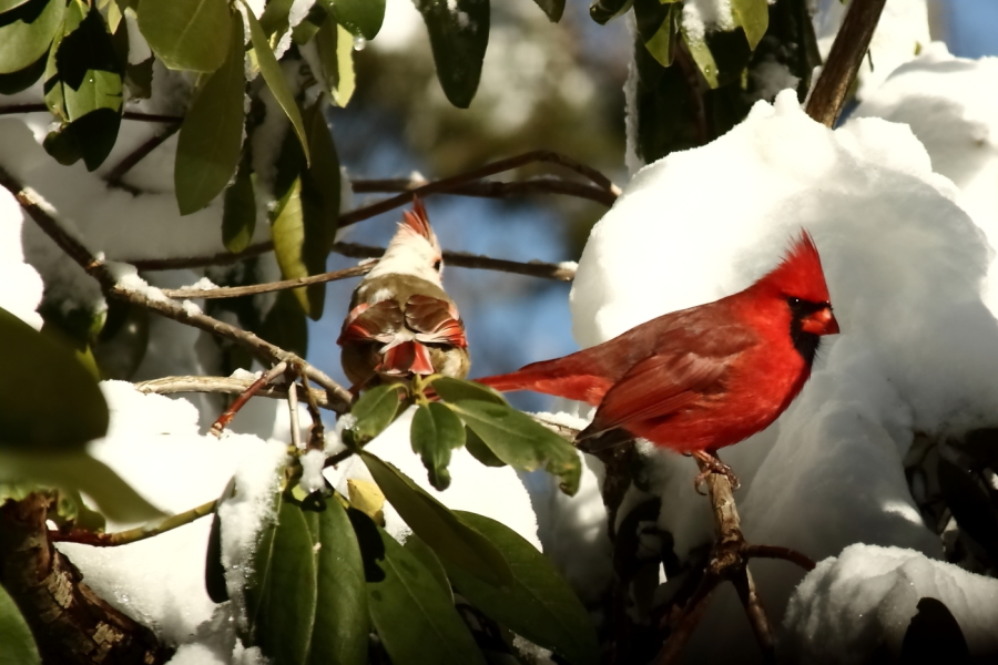 2013 02 09 IMG 4201e